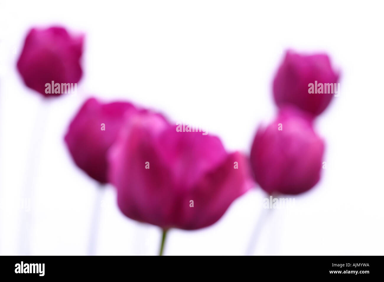 Seitenansicht der violette Tulpen, lateinischen Namen Tulipa, vor einem weißen Hintergrund unscharf geworfen. Stockfoto