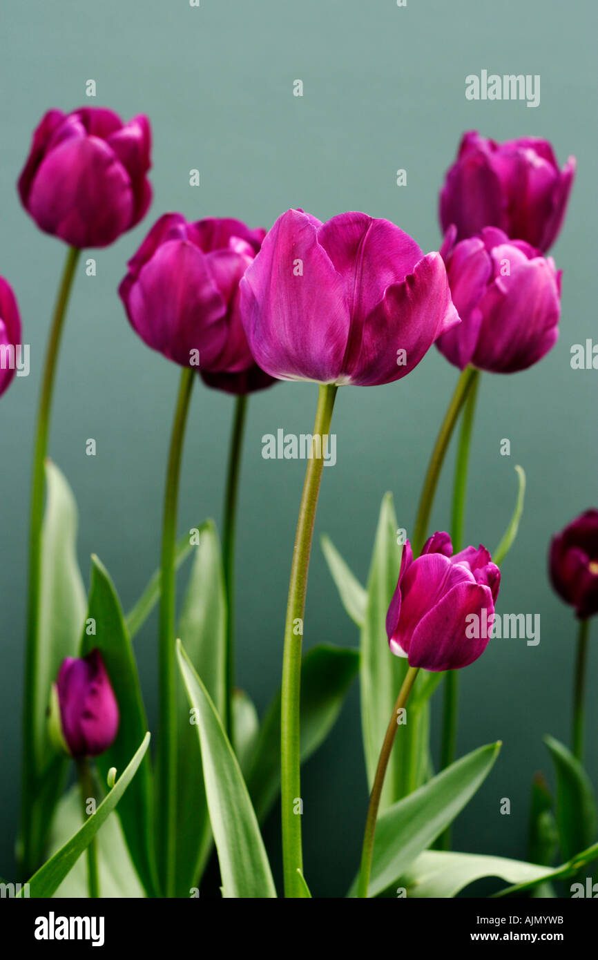 Seitenansicht der violette Tulpen, lateinischen Namen Tulipa, vor einem grünen Hintergrund. Stockfoto