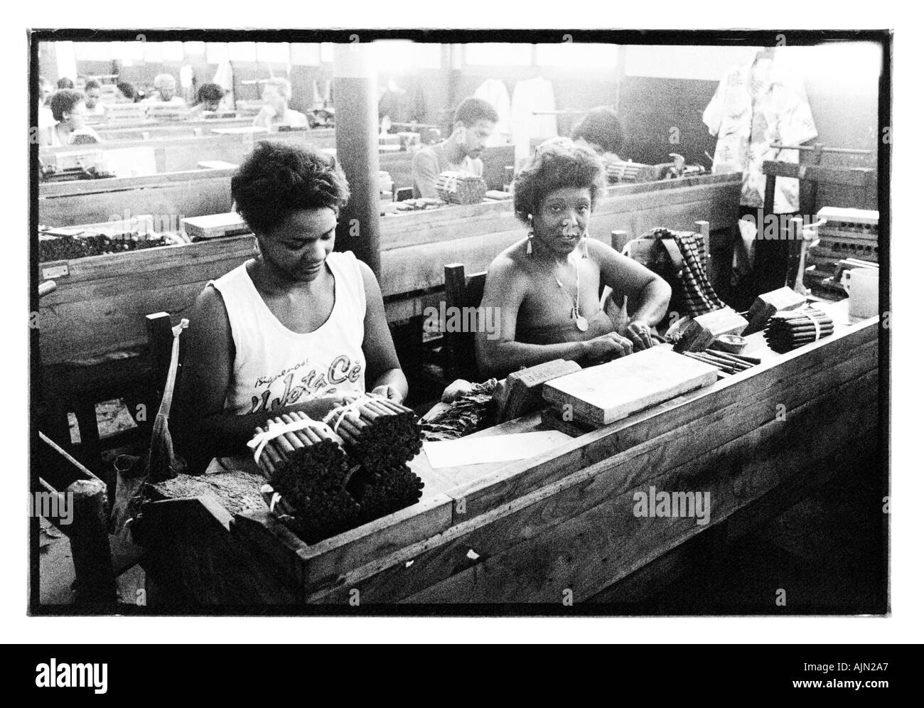 Arbeitnehmerinnen die hand rollender Zigarren Partagas Zigarre Fabrik Havanna auf Kuba Stockfoto