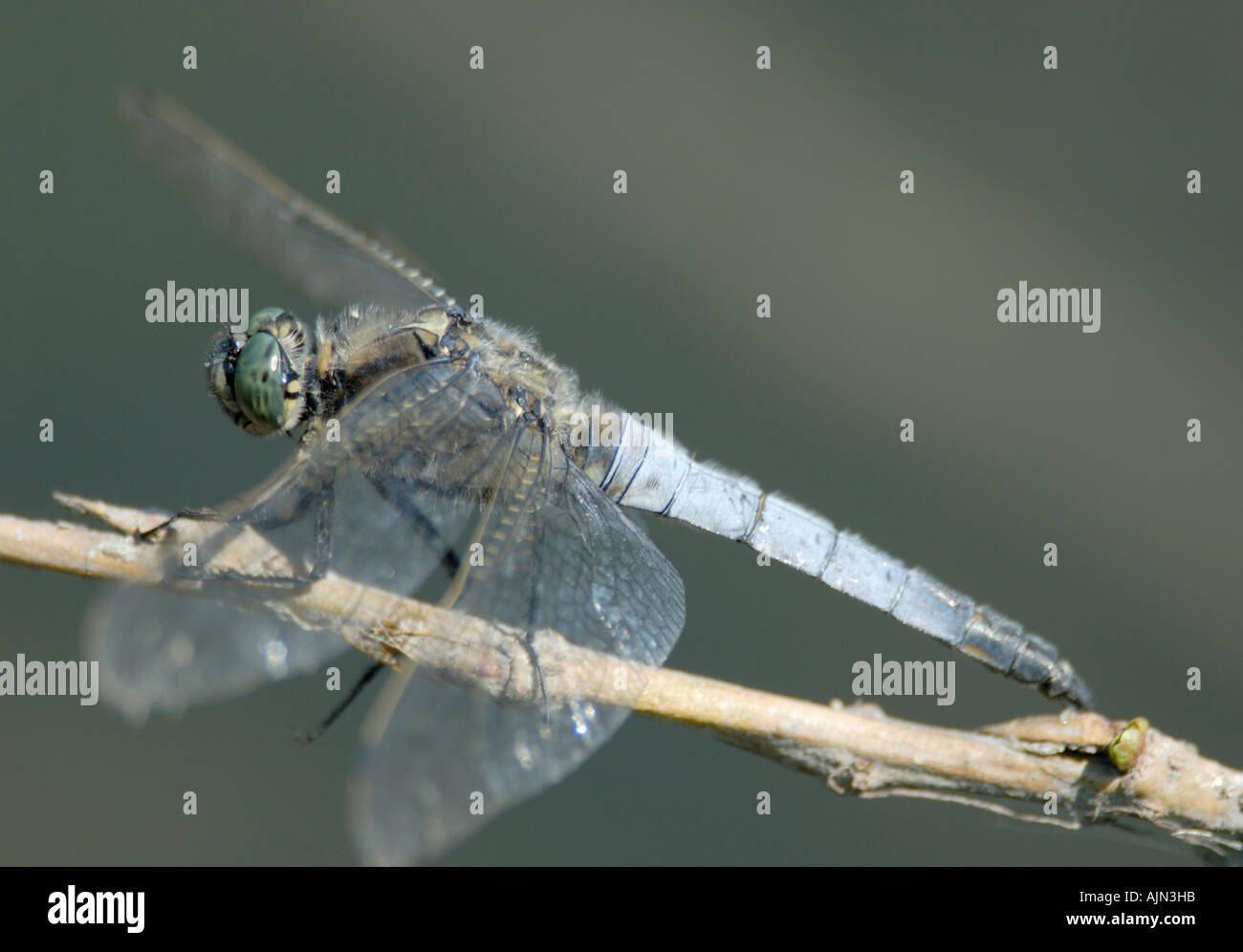 Eine Libelle ruht eine männliche Orthetrum Cancellatum auf einem Ast, während es rauf und runter Patrouillen Stockfoto