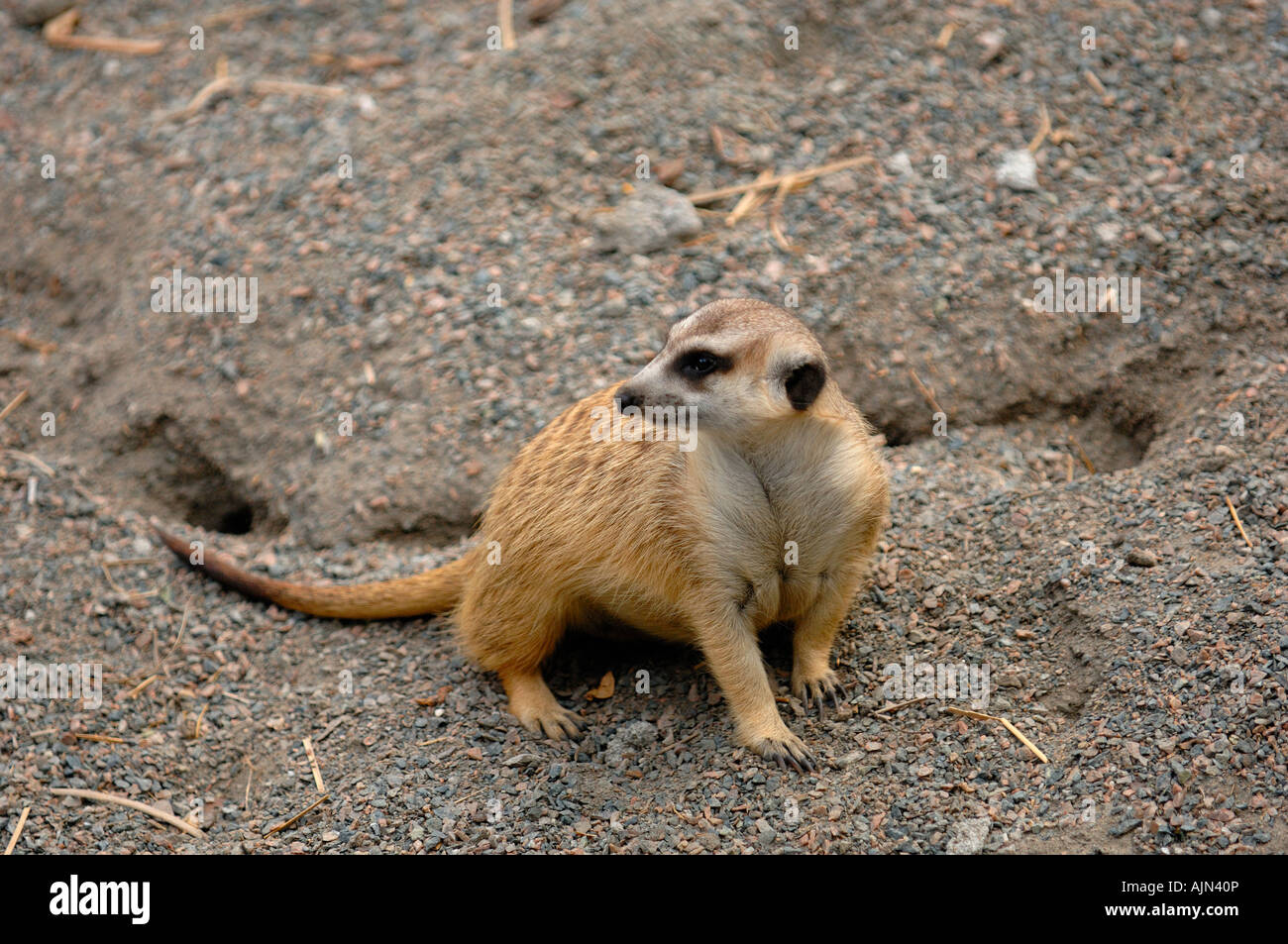 Meercat Blick über die Schulter Tierreich Walt Disneyworld resort Orlando Florida Usa Amerika Stockfoto