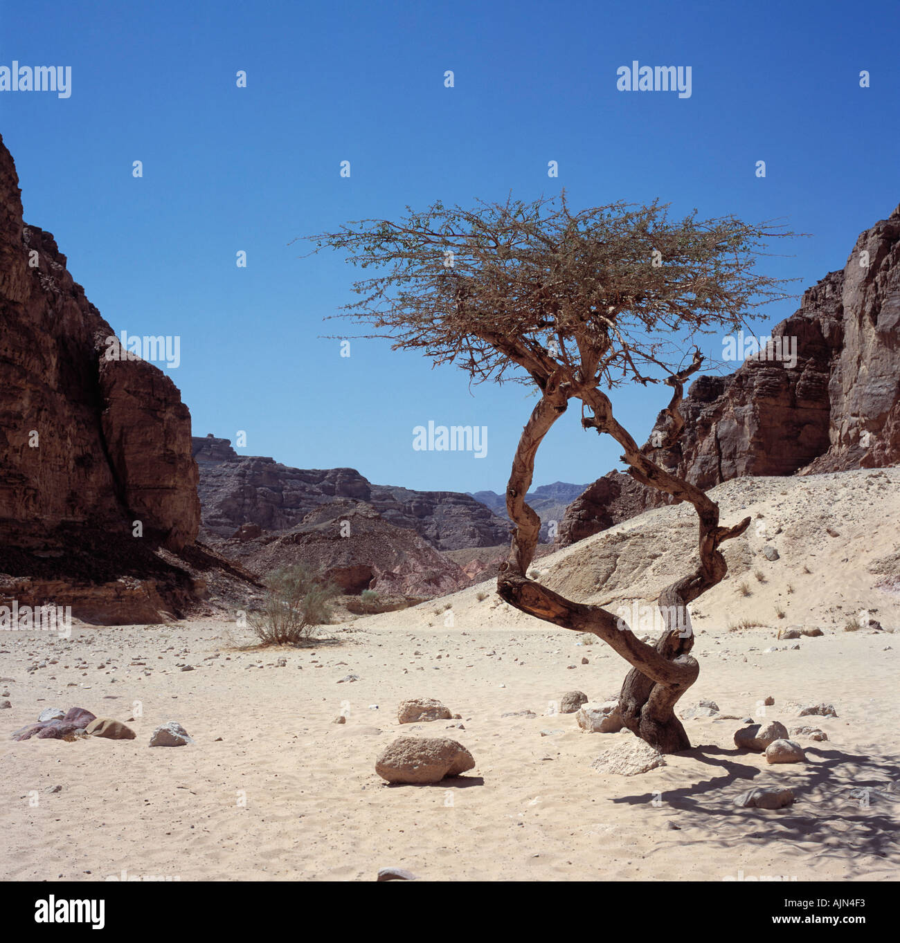 Die Wüste Sinai Ägypten Nordafrika Stockfoto