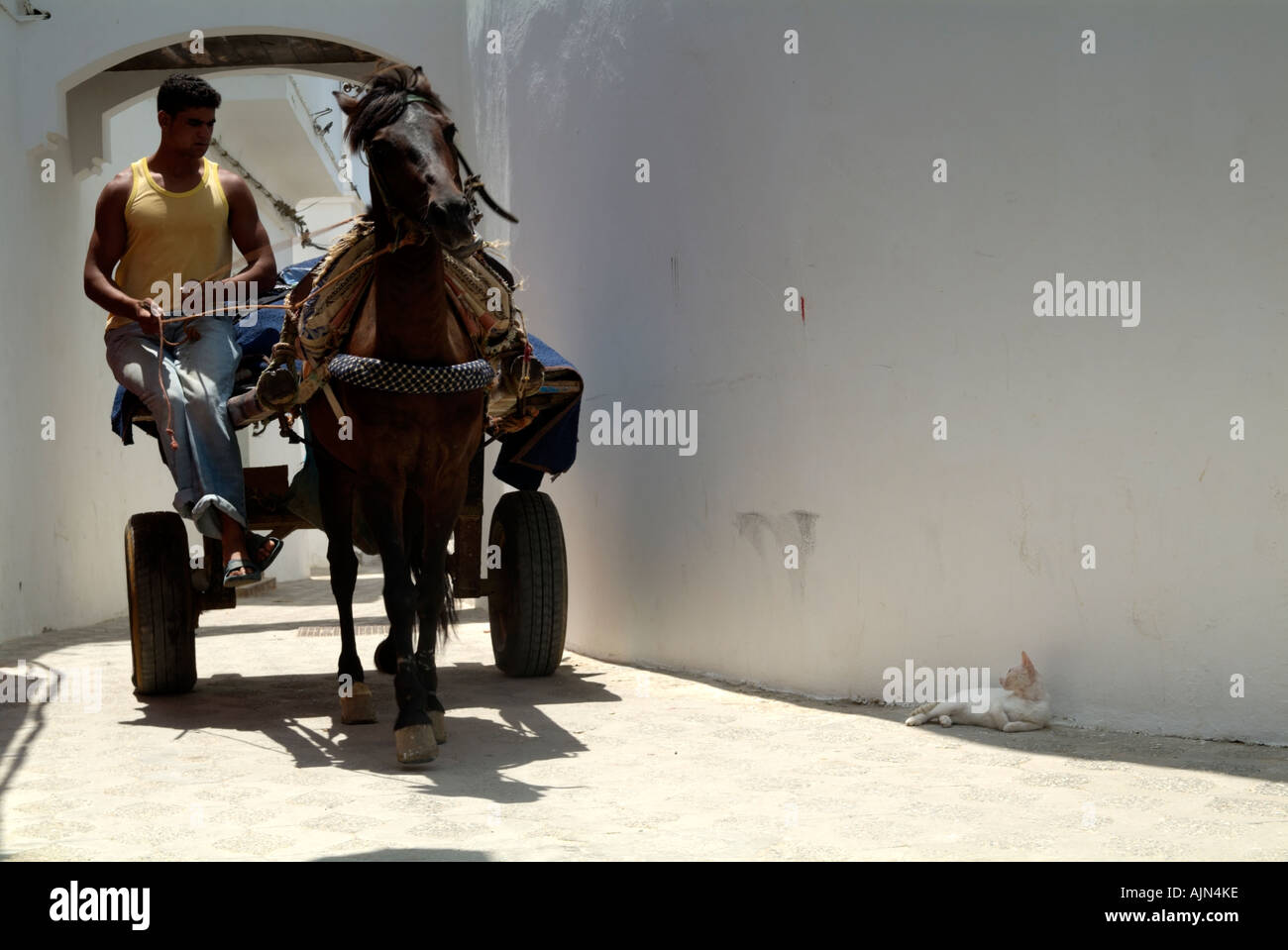 Ein Pferd und Wagen geht Zoll von einer Katze liegend im Schatten in der weiß getünchten Gassen der Medina, Asilah / Arzila Stockfoto