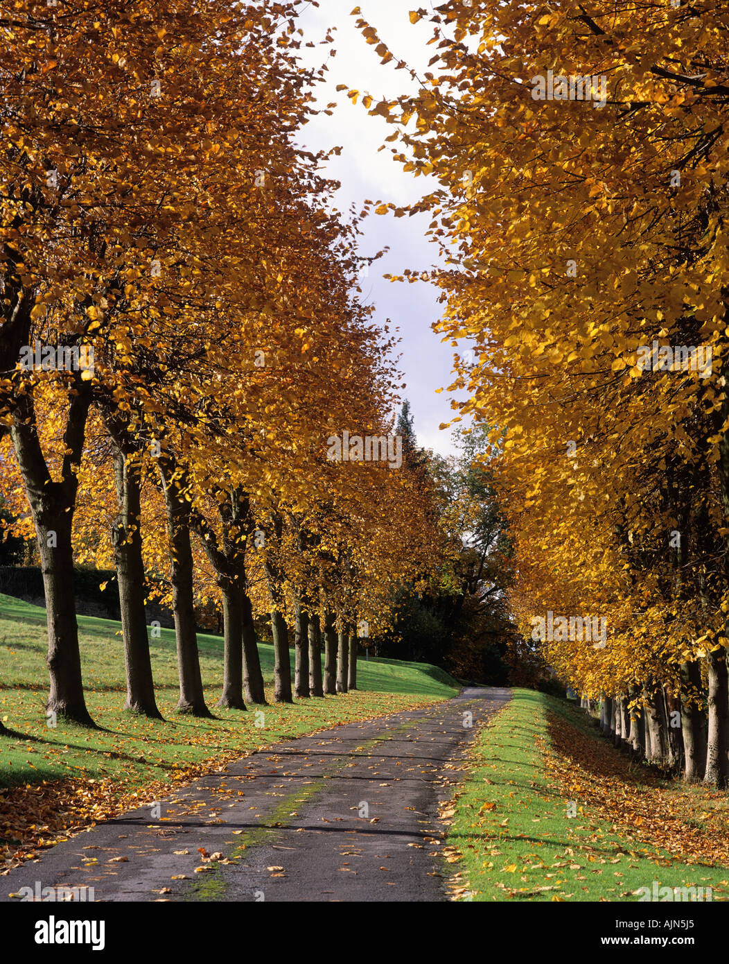 Allee von Linden im Herbst. Surrey UK. Stockfoto