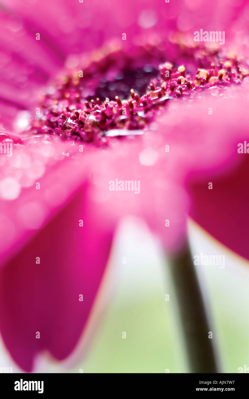 Rosa Gerbera Daisy in Tautropfen Regenwasser abgedeckt Stockfoto