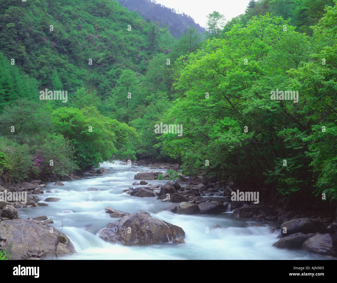 Der Pitiao-Fluss fließt durch Wolong-Naturschutzgebiet beherbergt riesige Pandas Sichuan Provinz, China Stockfoto