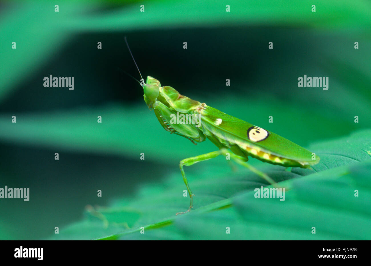 Jagd-Mantis Creoboter Arten Xishuangbanna Yunnan Provinz Südwest-China Stockfoto