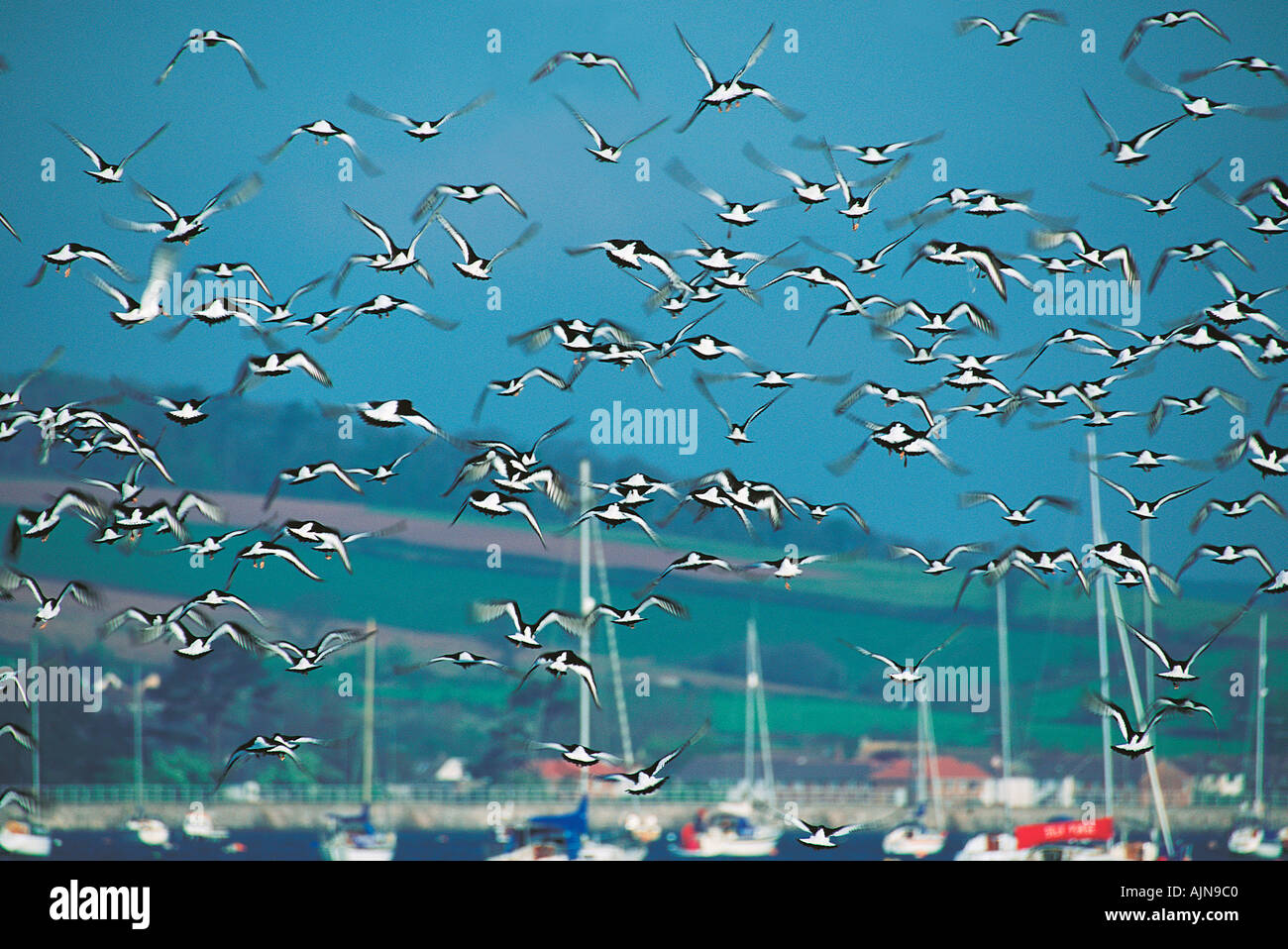 Austernfischer Haematopus Ostralegus fliegen über der Mündung des Flusses Exe in der Nähe von Exeter Devon Great Britain Stockfoto