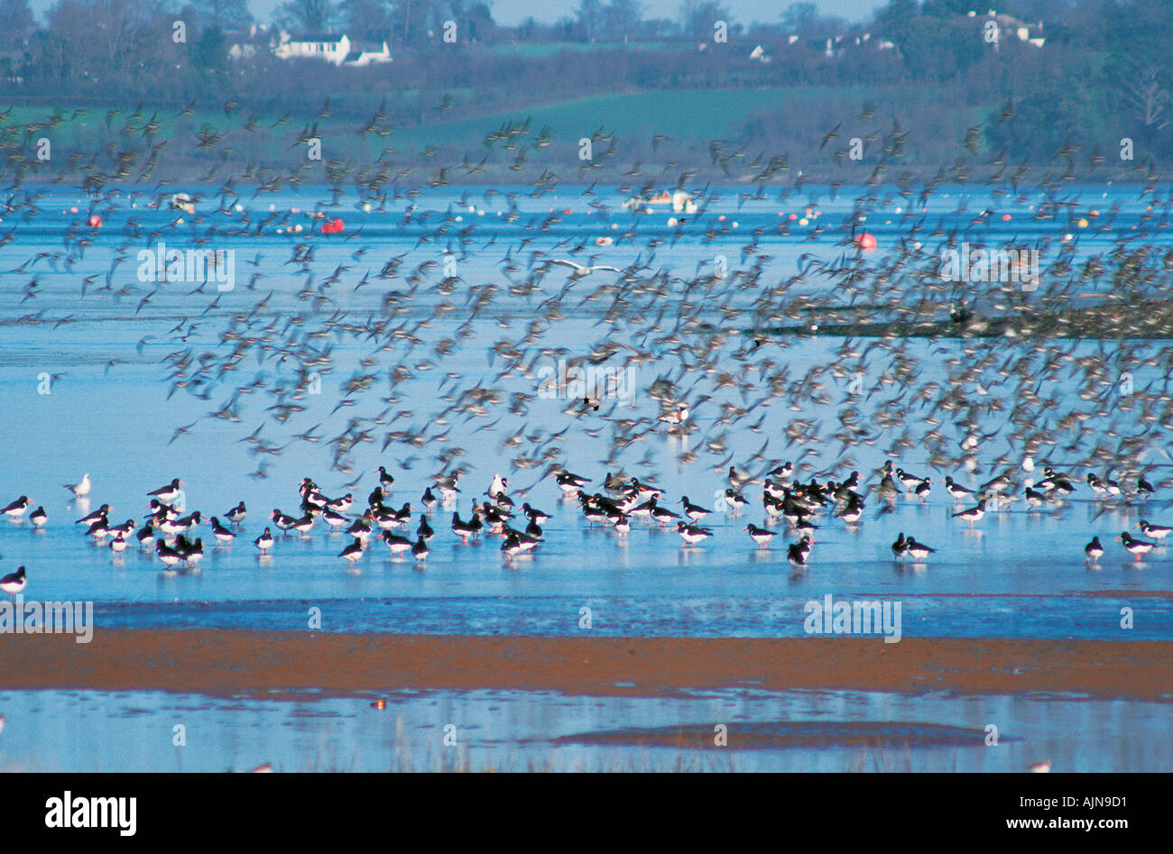 Küstenvögel in der Mündung des Flusses Exe Dawlish Warren Nature Reserve in der Nähe von Exeter Devon Great Britain Stockfoto
