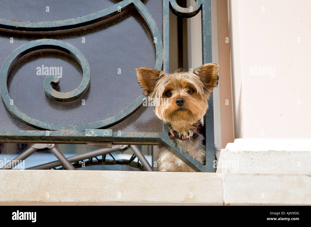 KLEINEN SKYE TERRIER HUND MIT KOPF DURCH GELÄNDER BALKON Stockfoto