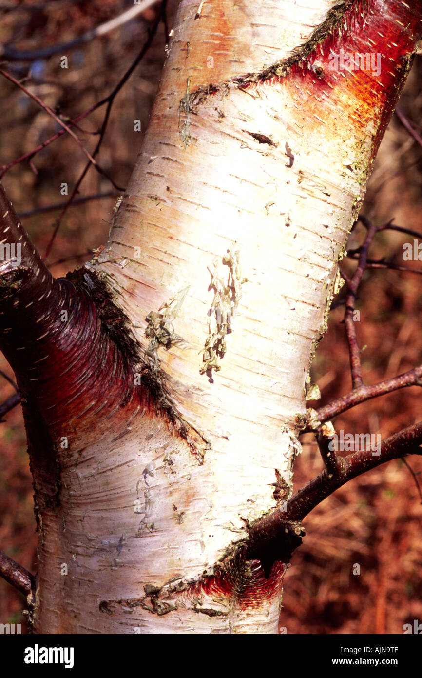 Silber-Birke (Betula Pendel). Stamm eines jungen Baums Blatt Narbe und Farbwechsel der Rinde zeigen, wo ein kleiner Zweig mündet Stockfoto