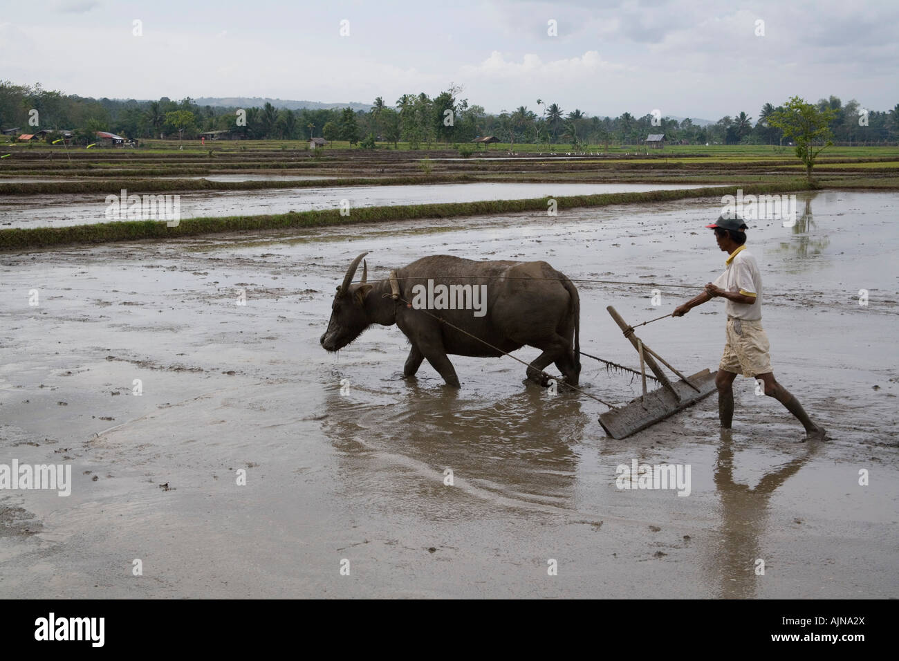 Ein Filipino Reisbauer bereitet das Feld für Reis Pflanzen mit Carabao. Stockfoto