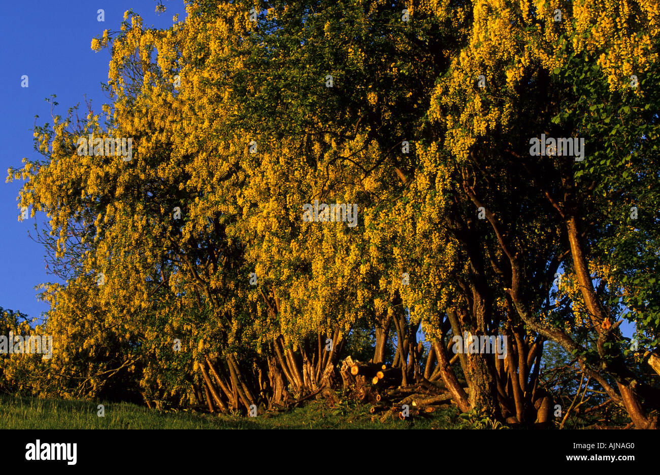 Goldregen (Laburnum Anagyroides) Hecke in voller Blüte. Powys, Wales, UK. Stockfoto