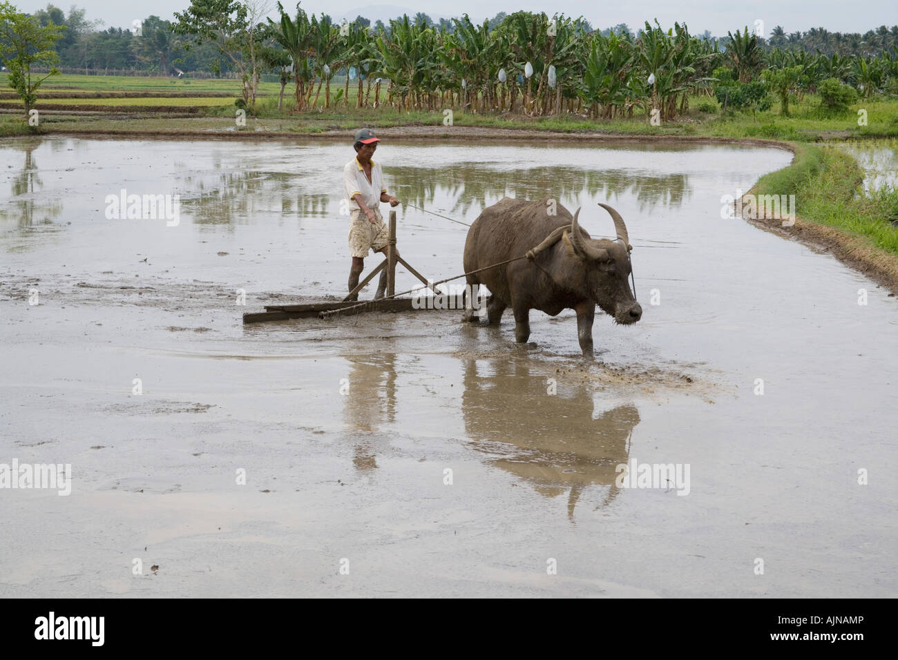 Ein Filipino Reisbauer bereitet das Feld für Reis Pflanzen mit Carabao. Stockfoto