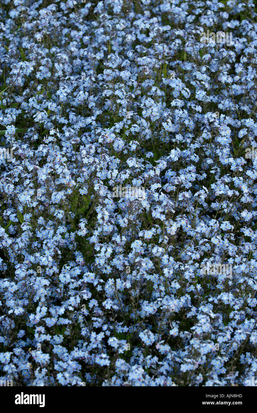 Vergißmeinnnicht, Myosotis Arvensis, Blüte als Unkraut im Garten Stockfoto