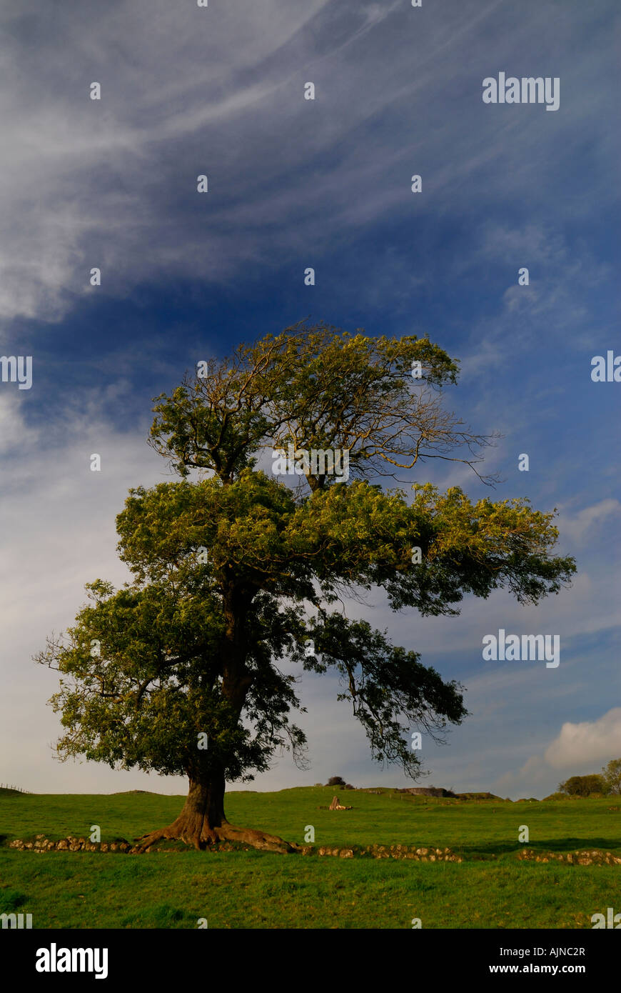 ein einzelner Baum in einem Feld allein stehend Stockfoto