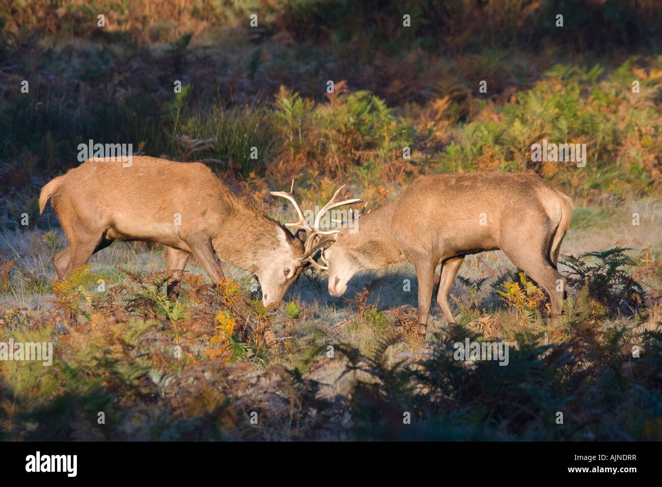 Hirsche kämpfen Richmond Park, London, UK Stockfoto