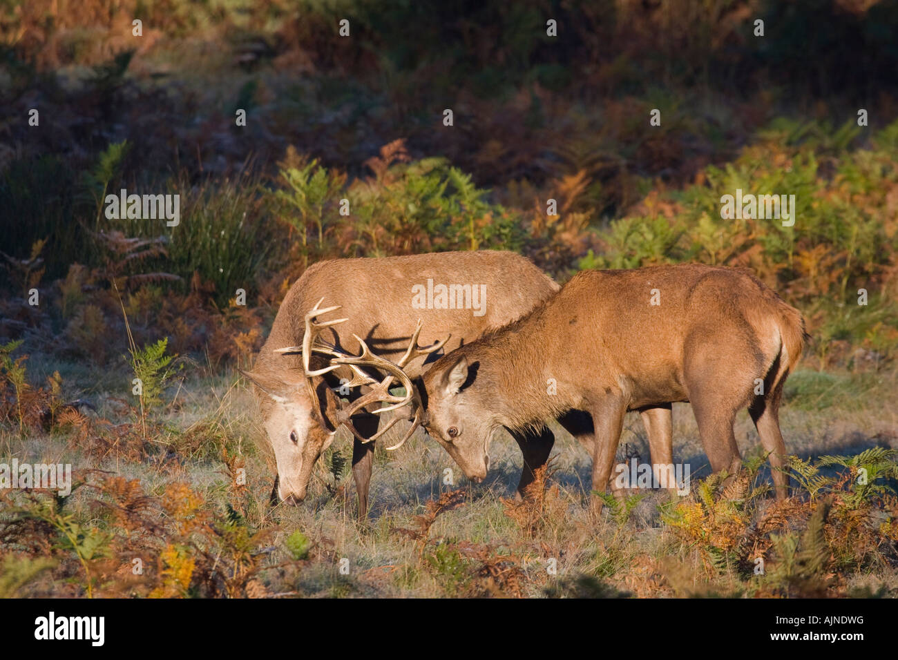 Hirsche kämpfen Richmond Park, London, UK Stockfoto
