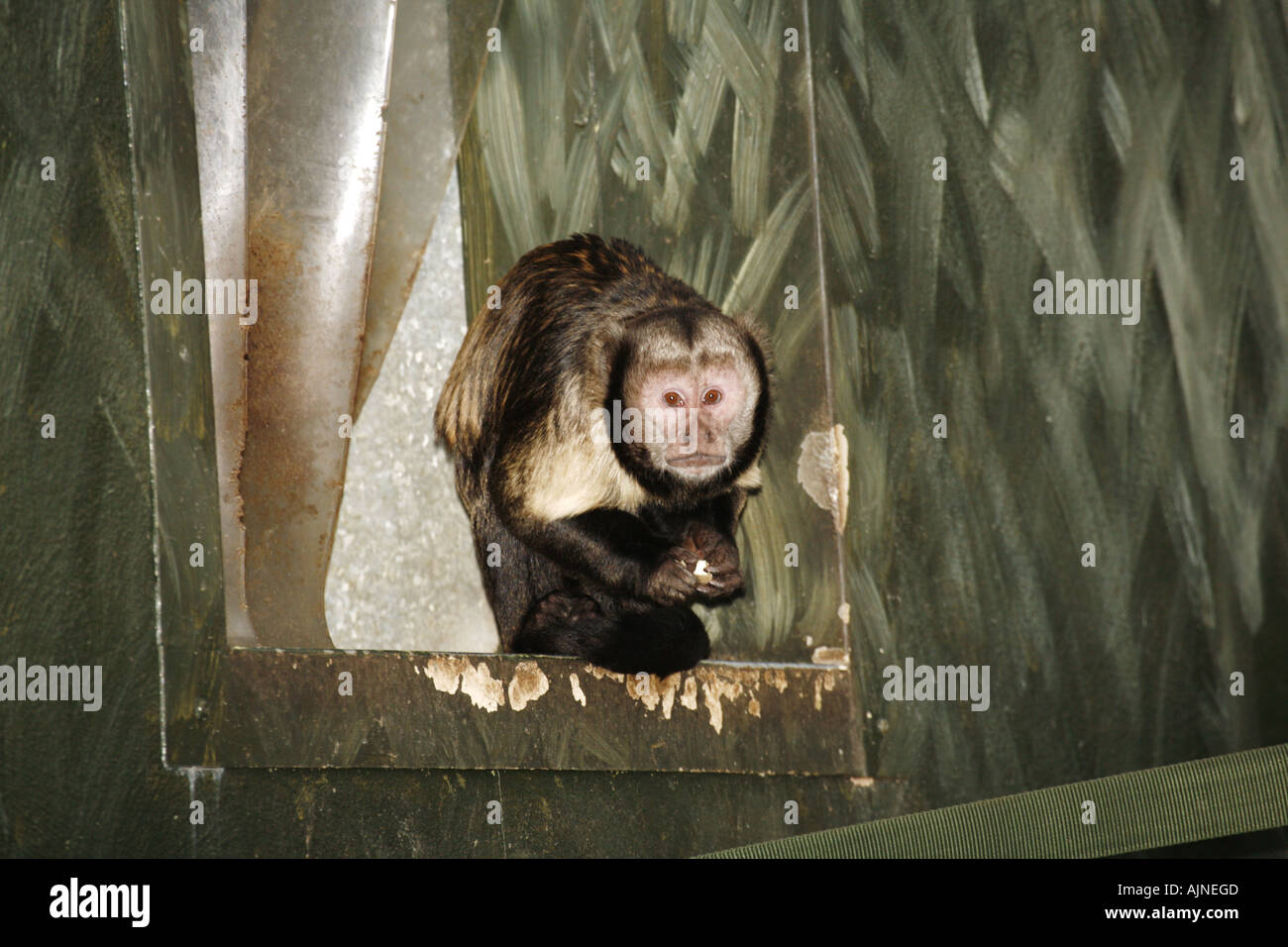 Buffy leitete Kapuziner Cebus Apella Xanthosternos Brasilien Stockfoto
