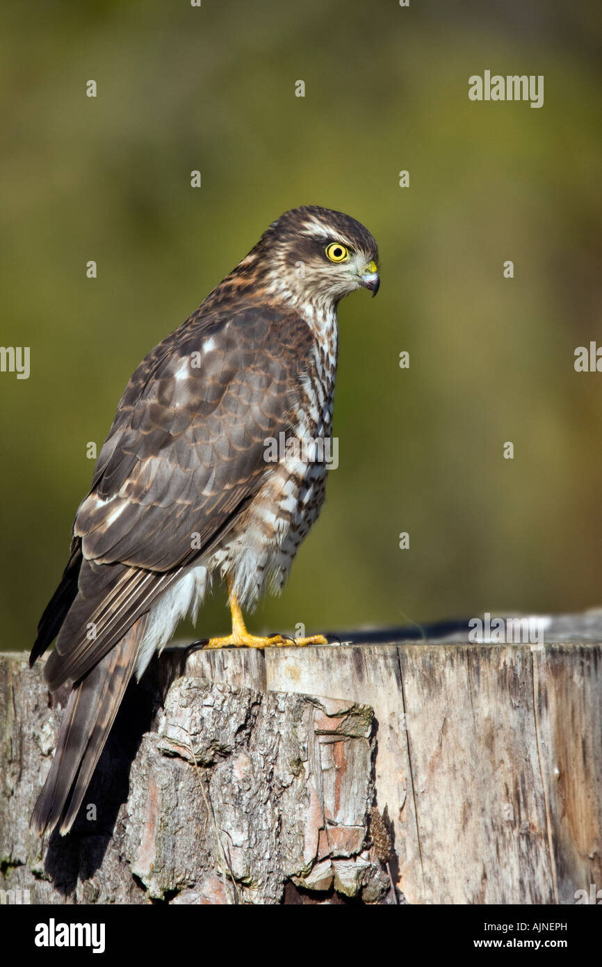 Weibliche Sparrowhawk Accipiter Nisus auf Login Suche alert Potton Bedfordshire Stockfoto