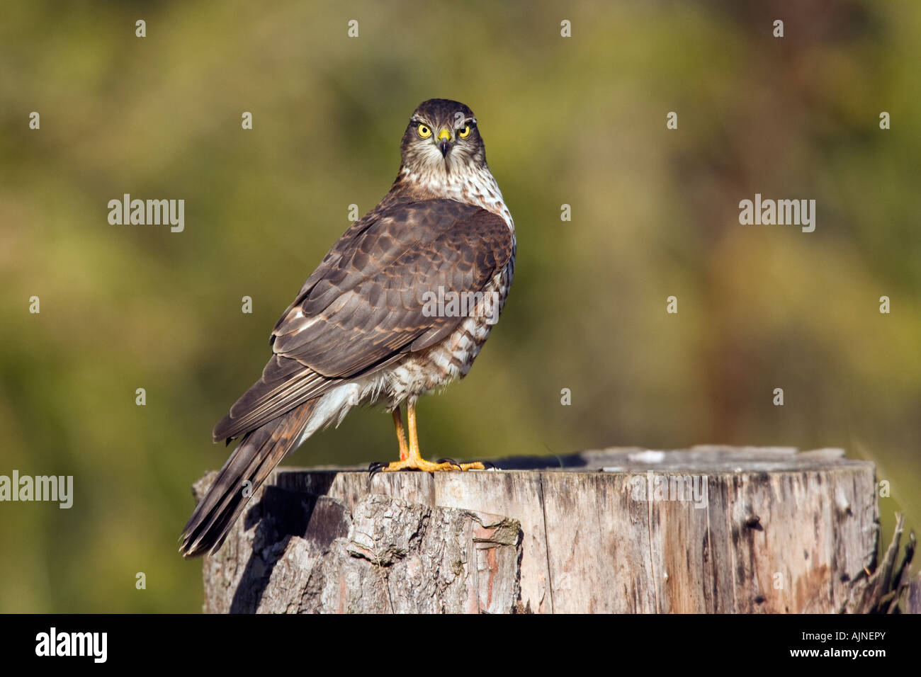 Weibliche Sparrowhawk Accipiter Nisus auf Login Suche alert Potton Bedfordshire Stockfoto