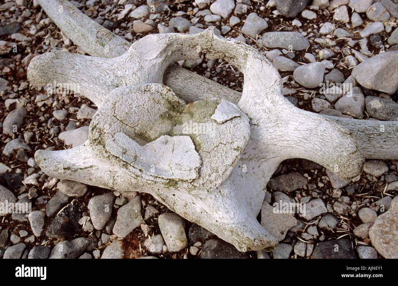 Die Wirbel von einem Wal am Strand in der Nähe von Port Lockroy, Antarktis Stockfoto