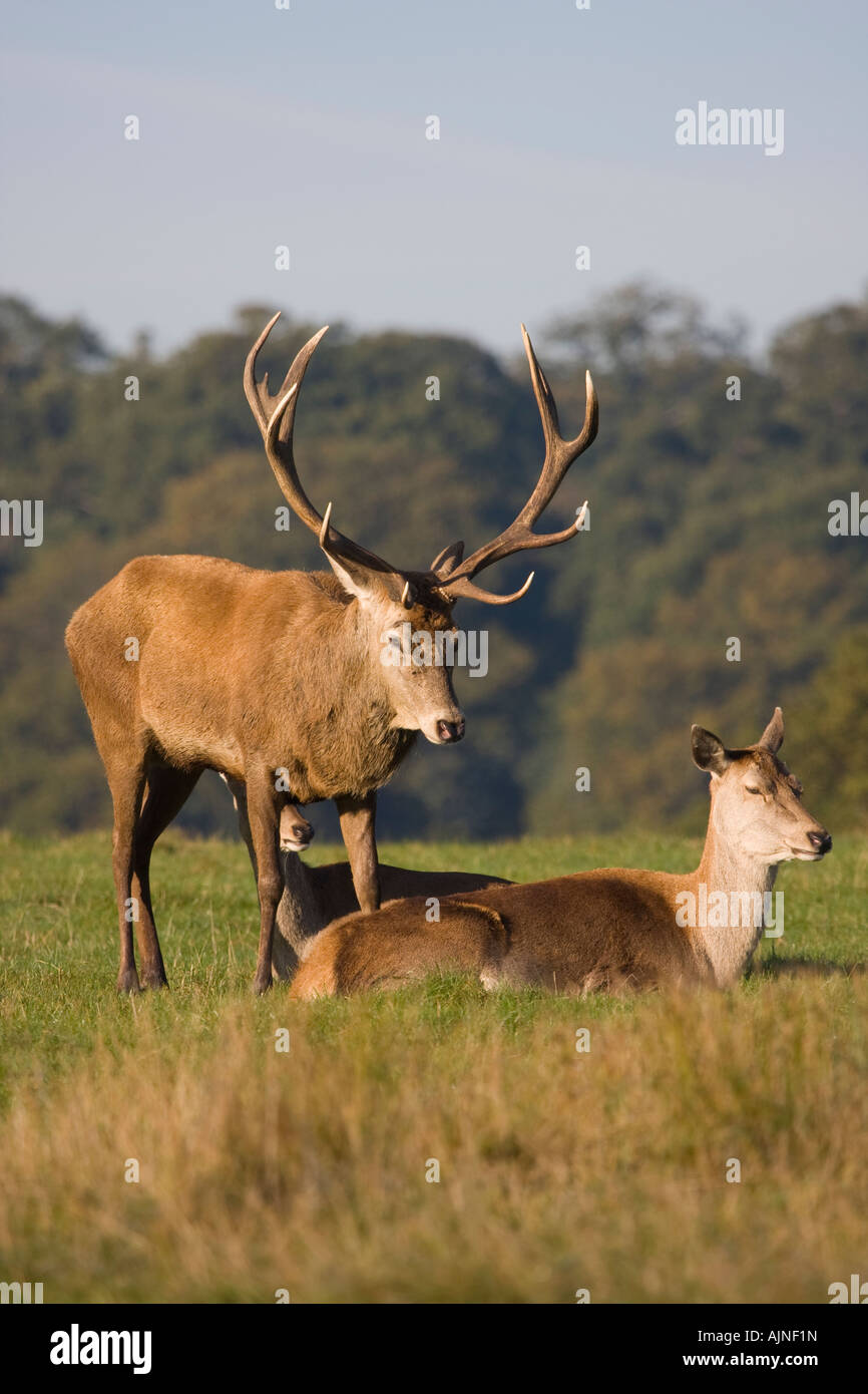 Männliche Hirsch Rothirsch und Herde von Weibchen ist Richmond Park, London, UK Stockfoto