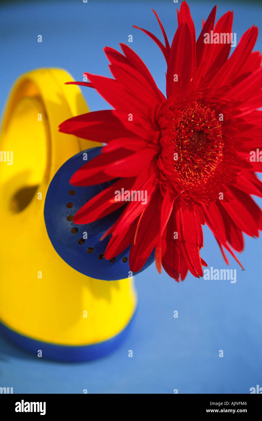 Eine helle rote Blume in einer kleinen hellen gelben und blauen Gießkanne Stockfoto