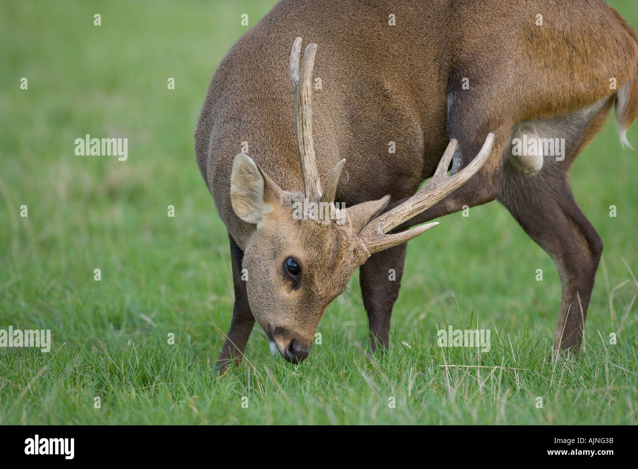 Schwein-Hirsch Cervus Porcinus männlich Stockfoto