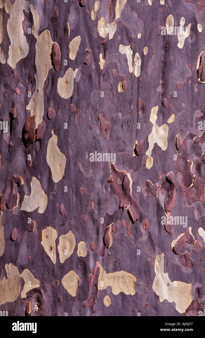 Baumrinde Carnarvon Gorge National Park Queensland Australien vertikale Eucalyptus maculata Stockfoto