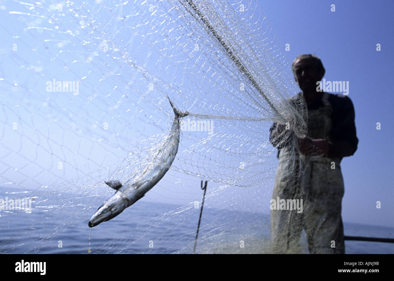 Fischer ziehen in Treibnetzen mit Makrele gefangen im net Hastings England Stockfoto