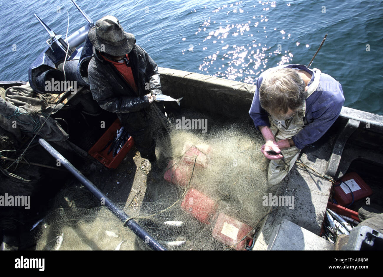 Makrele Scomber Scombrus Fischer schleppen in einem Treibnetz in einer Fischerei auf dem Ärmelkanal Hastings UK Stockfoto