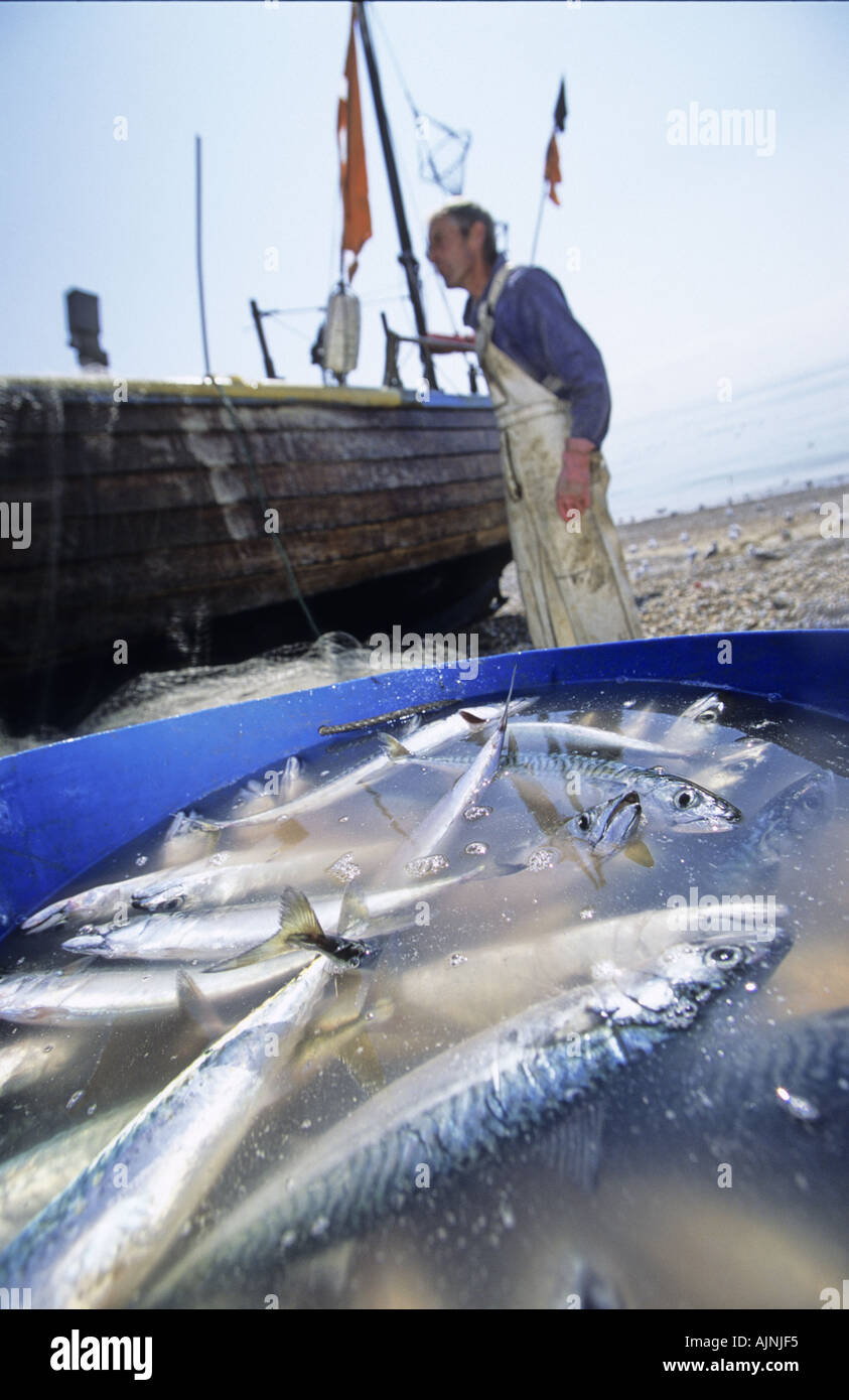 Fischer entladen einen Fang von Makrelen Fischerei Hastings England Stockfoto