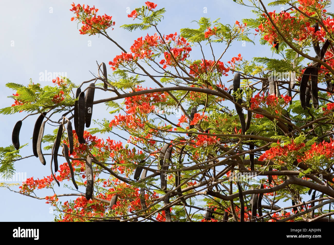 Poinciana extravaganten Samenkapseln wachsen auf der Karibikinsel Barbados Stockfoto