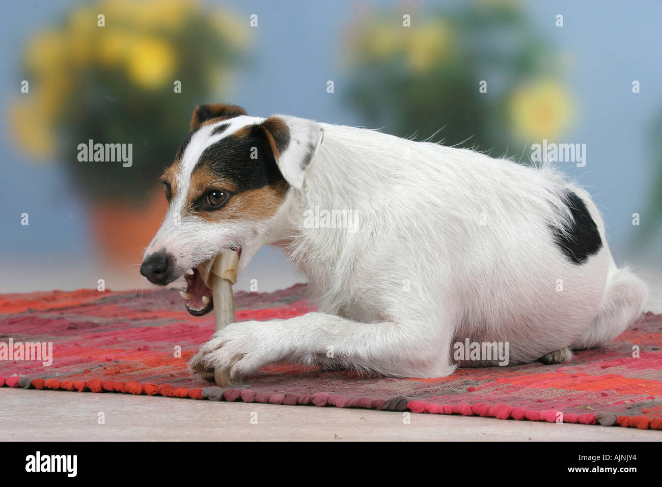 Jack Russell Terrier Essen Rohhaut Knochen Stockfoto