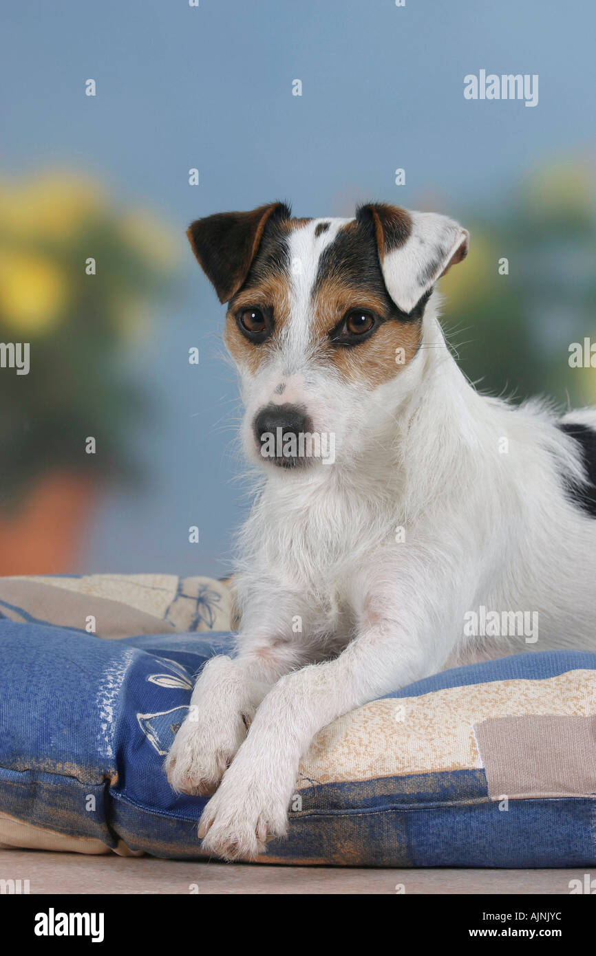 Jack Russell Terrier auf Kissen Jack Russell Terrier Auf Kissen Stockfoto