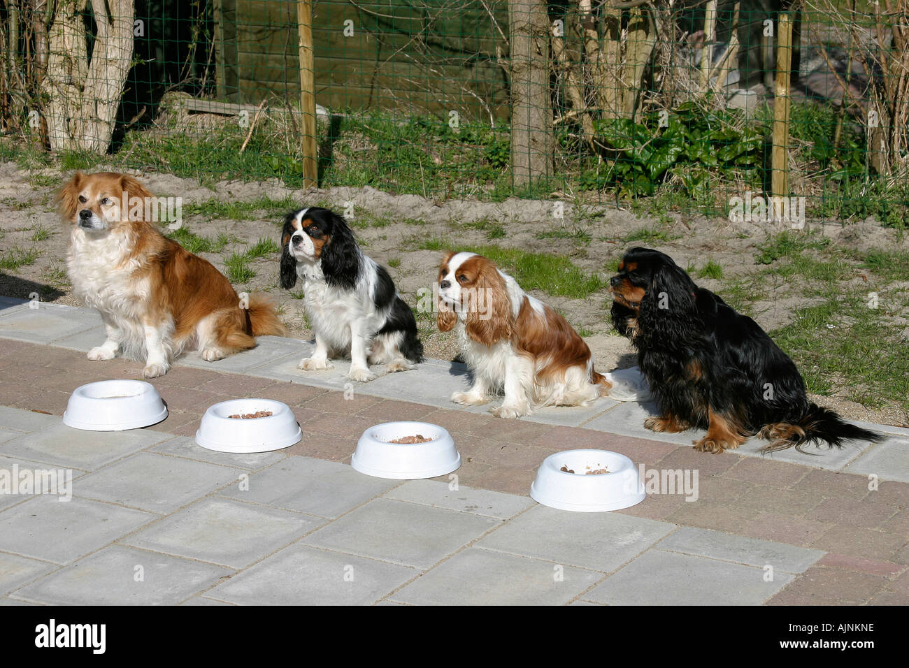 Gemischte Rasse Hund und Cavalier King Charles Spaniel auf ihre Fütterungen Schalen Stockfoto