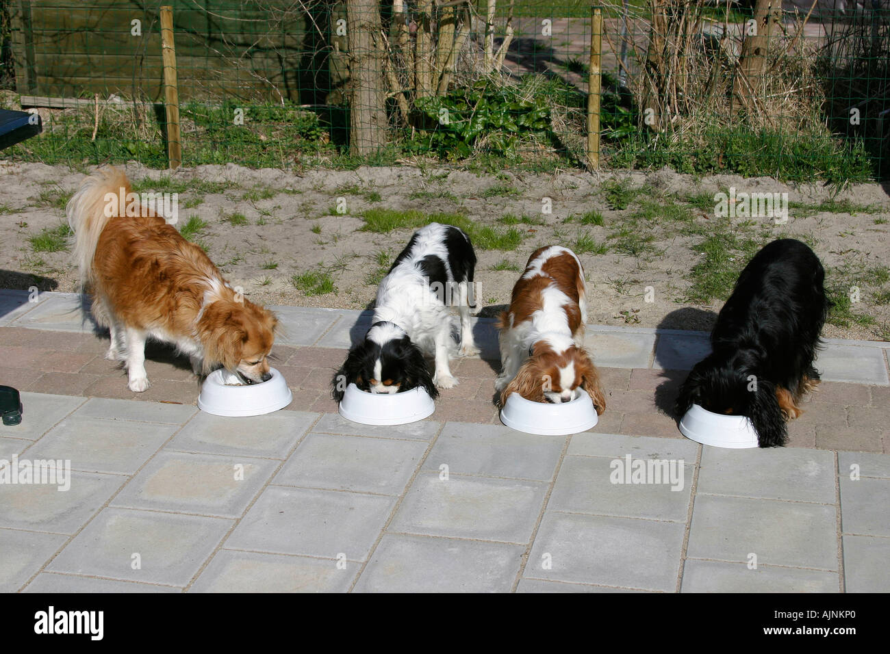 Gemischte Rasse Hund und Cavalier King Charles Spaniel aus ihre Fütterungen Schüsseln Essen Stockfoto