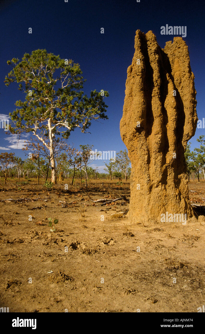 Riesige Termitenhügel in Savannah Grünland während der trockenen Jahreszeit, Kakadu National Park, Top End, Northern Territory, Australien Stockfoto