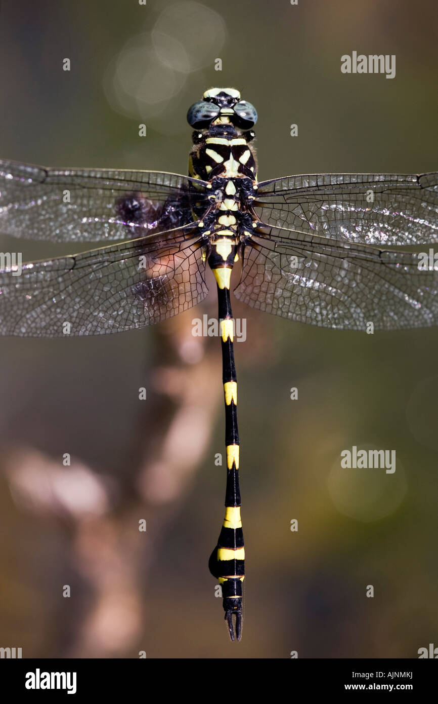 Ictinogomphus Rapax. Indische Clubtail Libelle in der indischen Landschaft Stockfoto