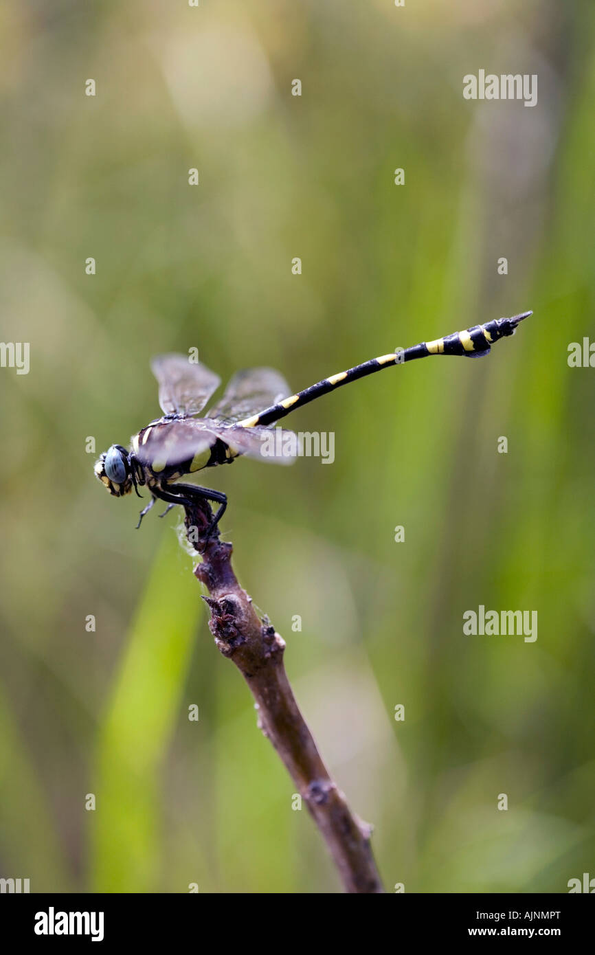 Ictinogomphus Rapax. Indische Clubtail Libelle in der indischen Landschaft Stockfoto