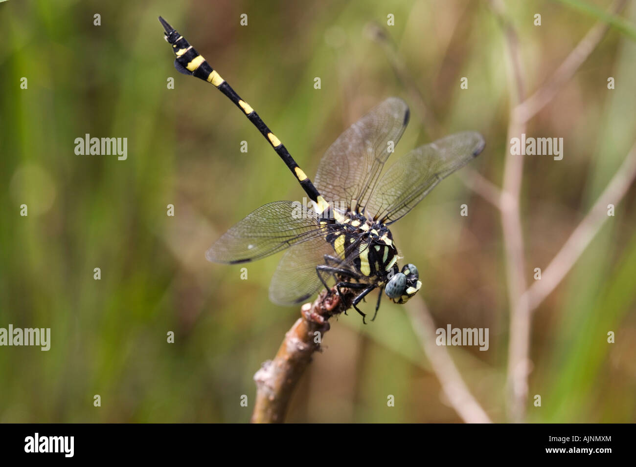 Ictinogomphus Rapax. Indische Clubtail Libelle in der indischen Landschaft Stockfoto