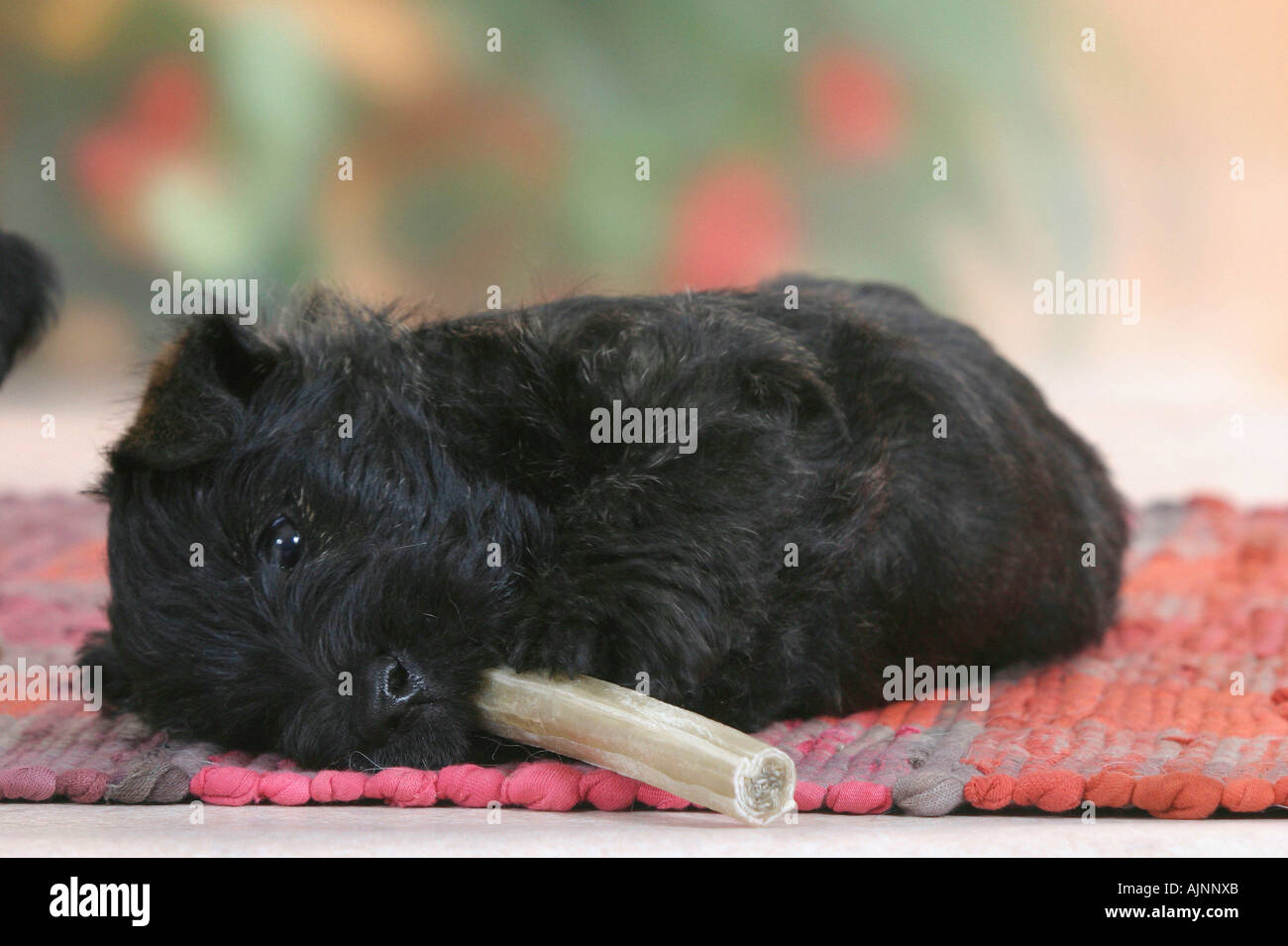 Scottish Terrier Welpen 6 Wochen auf Rohhaut Knochen nagen Stockfoto