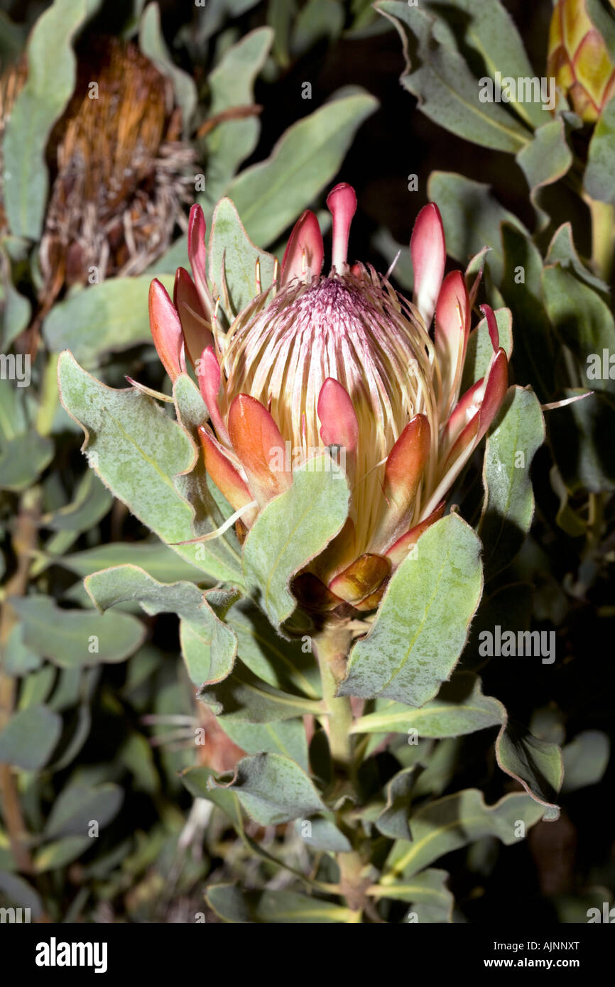 Gestank-Blatt Sugarbush - Protea susannae Stockfoto
