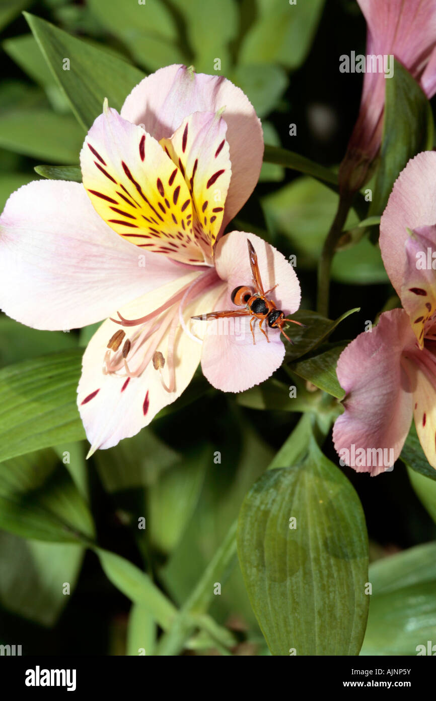 Peruanische Lilie / chilenische Lilie / Blume der Inkas und Hover Fly - Alstroemeria Stockfoto