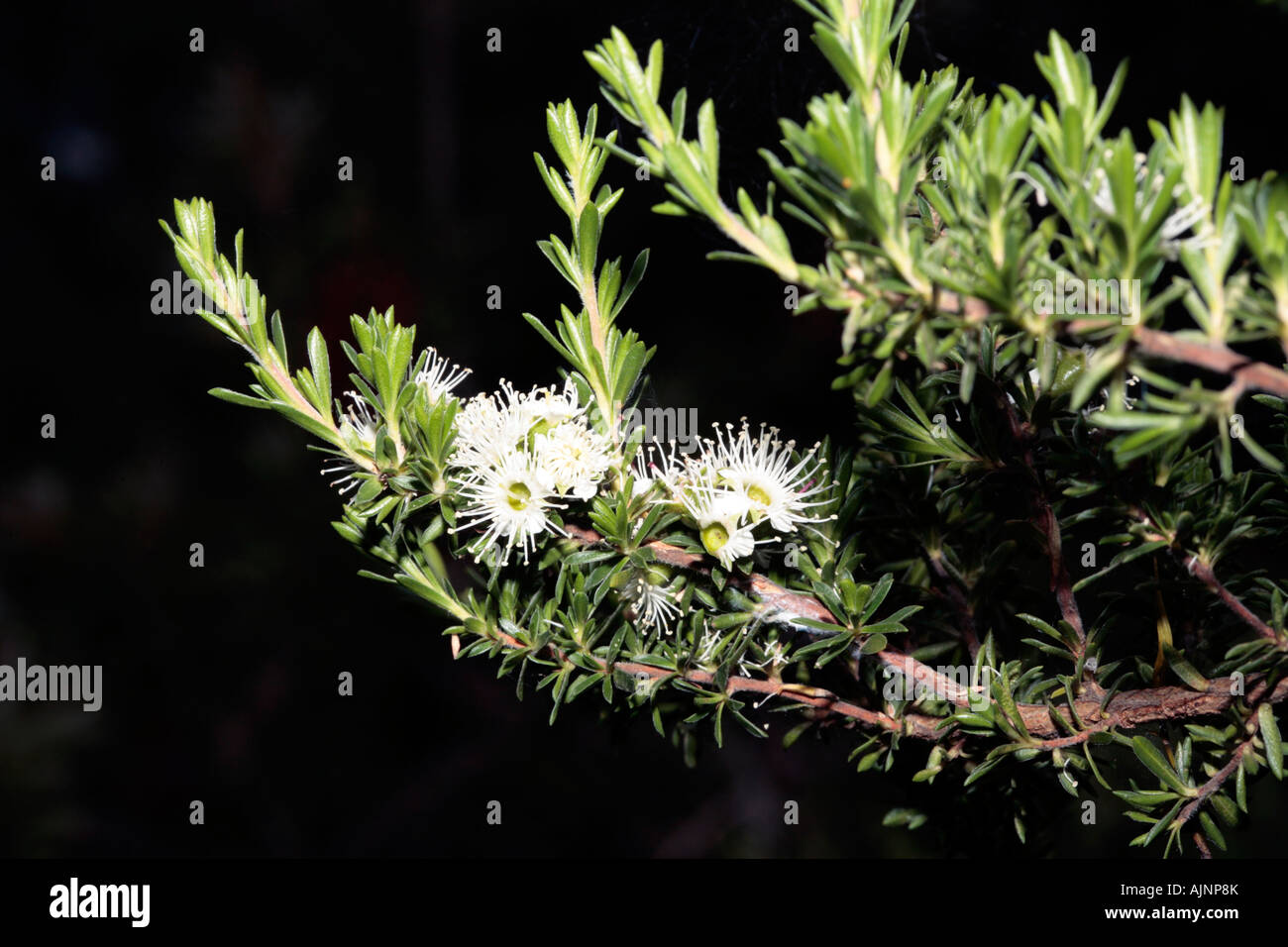 Granit Honig Myrte/Tickbush-Kunzea Ambigua [Sy Kunzea Corifolia] Stockfoto