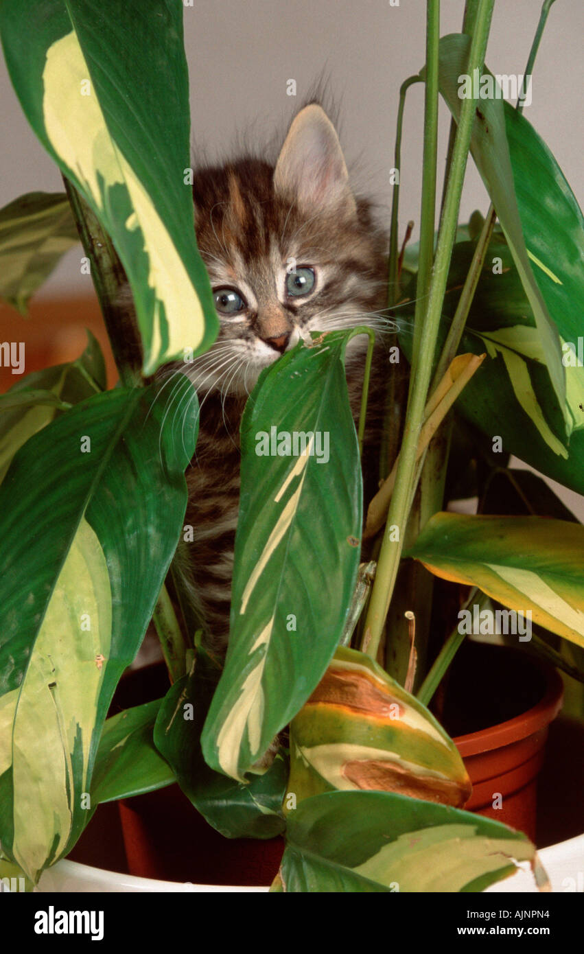 Norwegische Waldkatze Kitten 8 Wochen am Blatt nagen Stockfoto