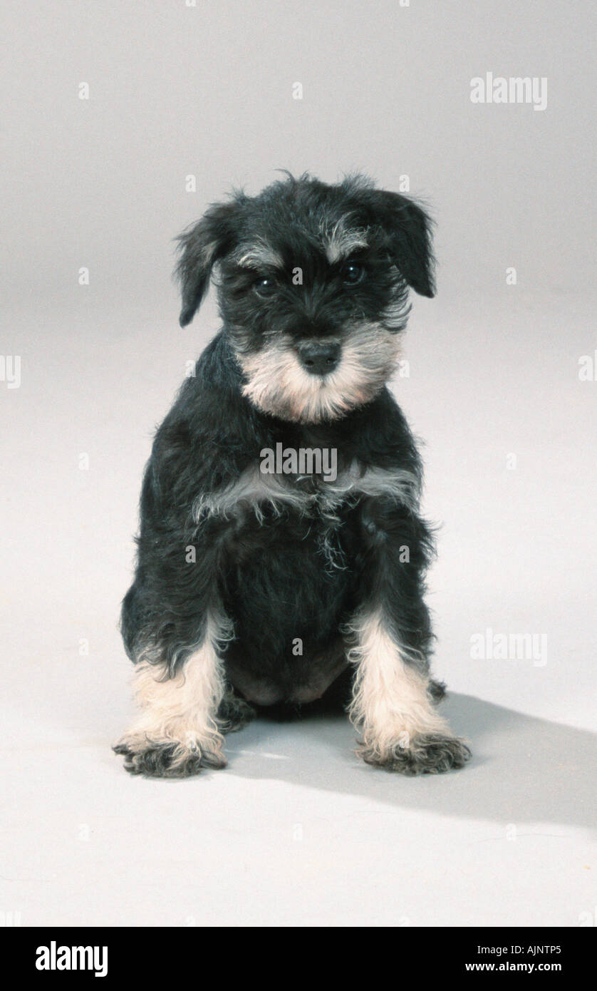 Zwergschnauzer Schwarz Silber Welpen 10 Wochen Stockfoto
