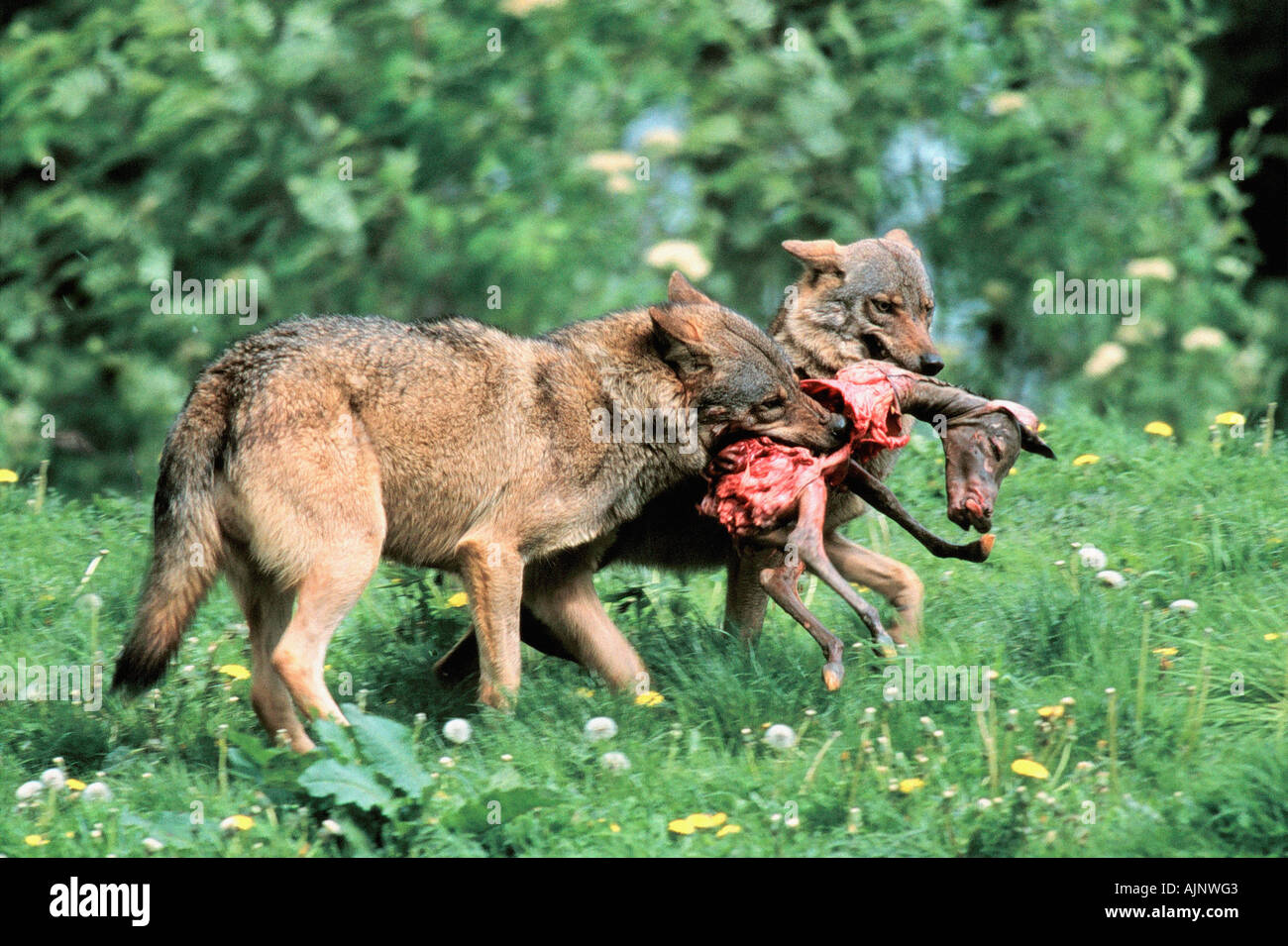 Wölfe mit Beute Canis lupus Stockfoto