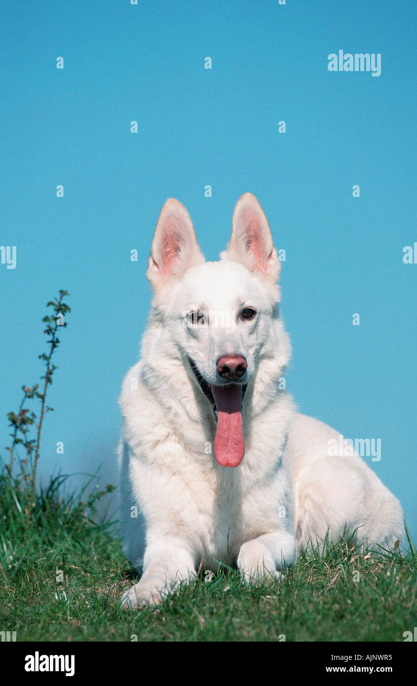 Weißer Schweizer Schäferhund Berger de Deutschland Stockfoto